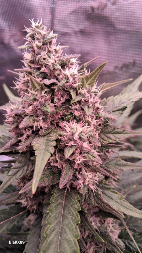 Banana Purple Punch Auto RF3 Fastbuds. Week 7