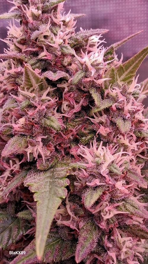 Banana Purple Punch Auto RF3 Fastbuds. Week 7