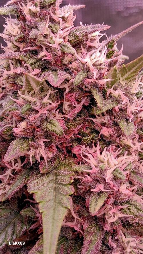 Banana Purple Punch Auto RF3 Fastbuds. Week 7