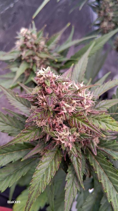 Banana Purple Punch Auto RF3 Fastbuds. Week 7