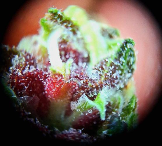 Banana Purple Punch Auto RF3 Fastbuds. Week 7