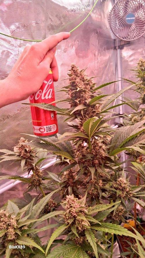 Banana Purple Punch Auto RF3 Fastbuds. Week 7