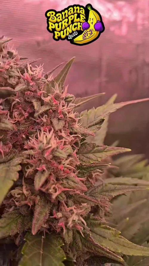 Banana Purple Punch Auto RF3 Fastbuds