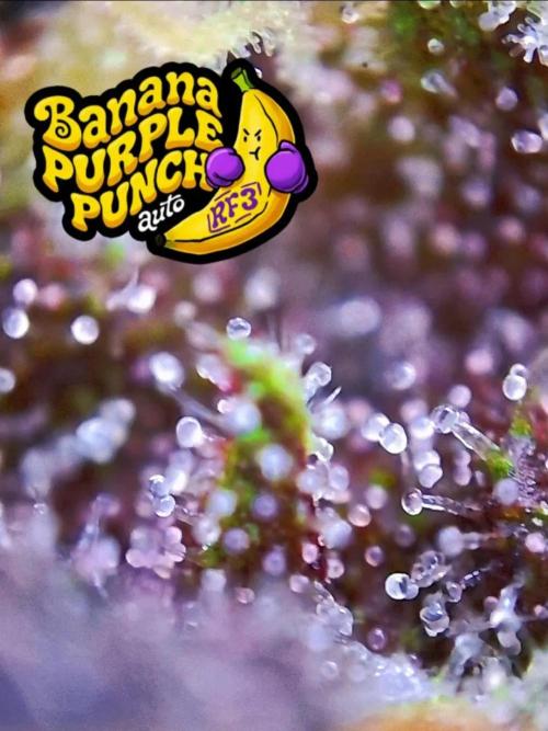 Banana Purple Punch Auto RF3 Fastbuds. Week 7
