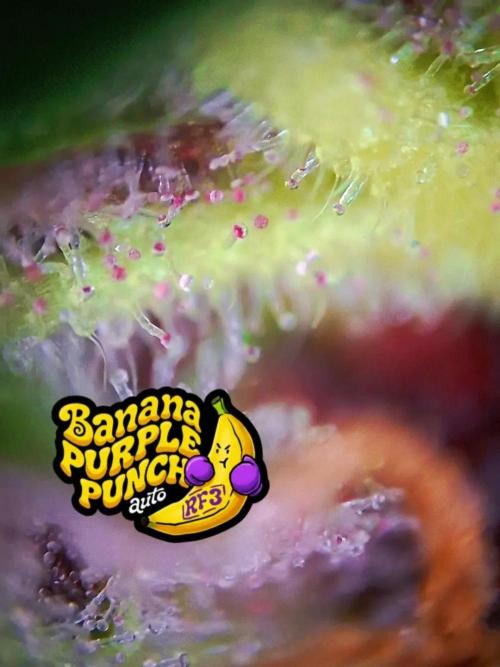 Banana Purple Punch Auto RF3 Fastbuds. Week 7