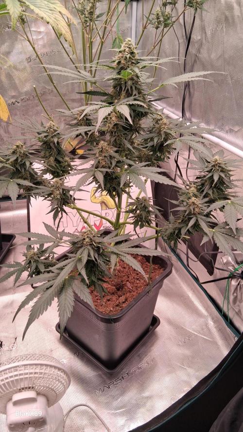 Super Strains Do-Si-Dos Auto & Hy-Pro. Week 8