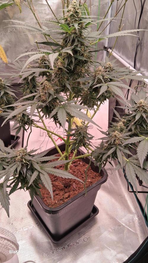 Super Strains Do-Si-Dos Auto & Hy-Pro. Week 8