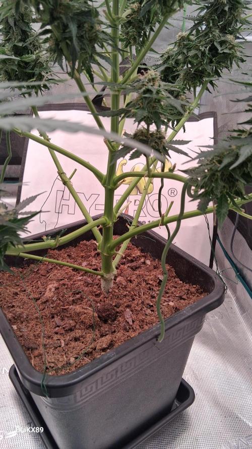 Super Strains Do-Si-Dos Auto & Hy-Pro. Week 8