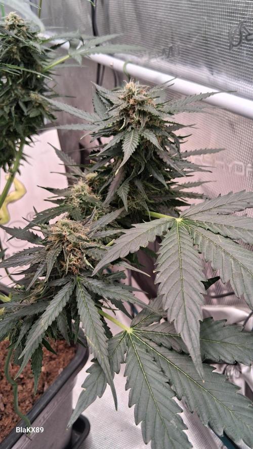 Super Strains Do-Si-Dos Auto & Hy-Pro. Week 8