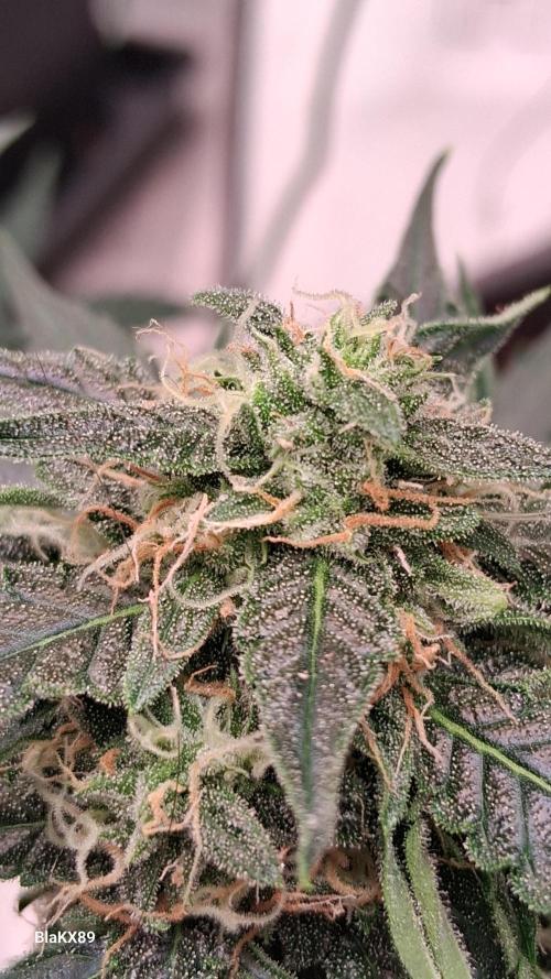 Super Strains Do-Si-Dos Auto & Hy-Pro. Week 8