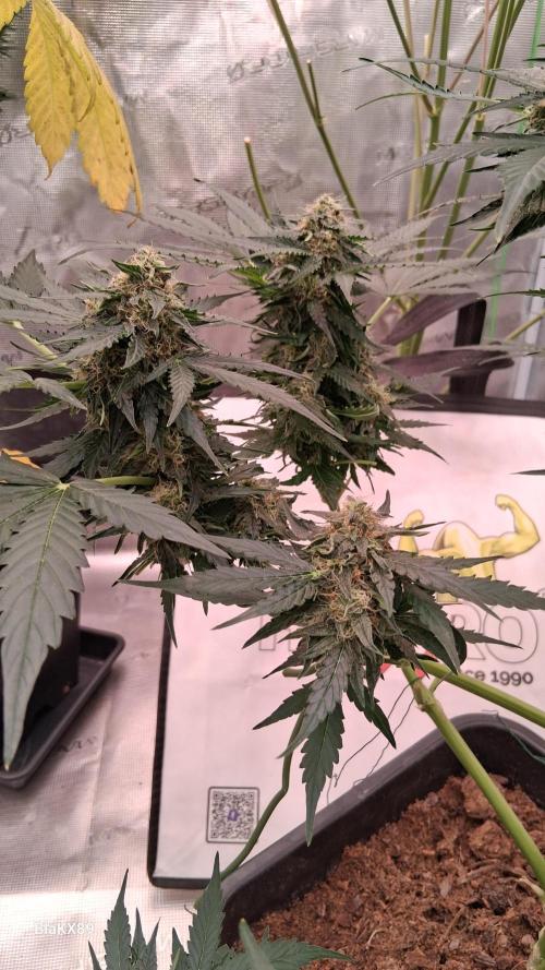 Super Strains Do-Si-Dos Auto & Hy-Pro. Week 8