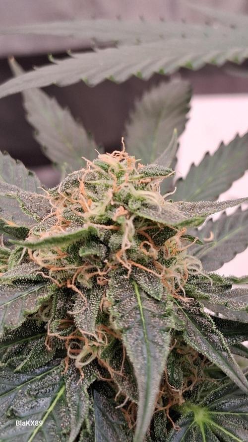 Super Strains Do-Si-Dos Auto & Hy-Pro. Week 8