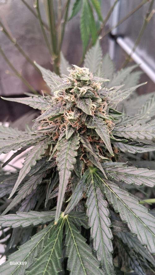 Super Strains Do-Si-Dos Auto & Hy-Pro. Week 8
