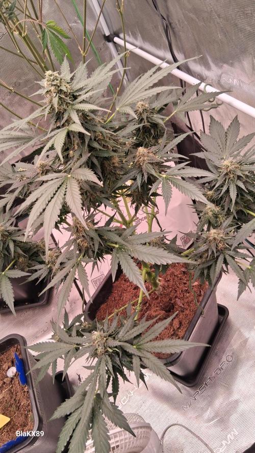 Super Strains Do-Si-Dos Auto & Hy-Pro. Week 8