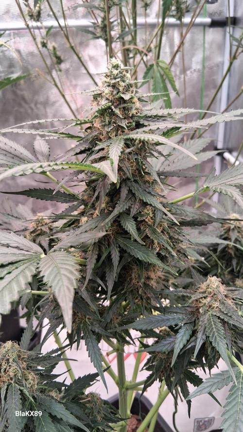 Super Strains Do-Si-Dos Auto & Hy-Pro. Week 8