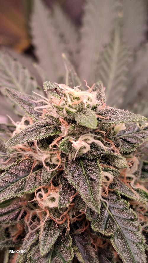 Super Strains Do-Si-Dos Auto & Hy-Pro. Week 8