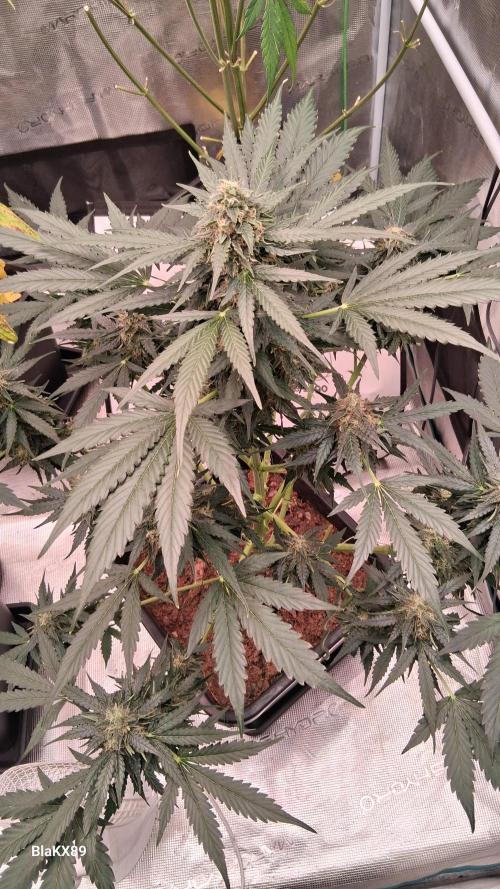 Super Strains Do-Si-Dos Auto & Hy-Pro. Week 8