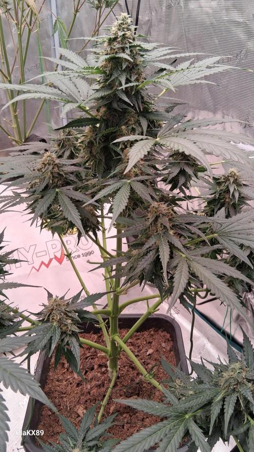 Super Strains Do-Si-Dos Auto & Hy-Pro. Week 8