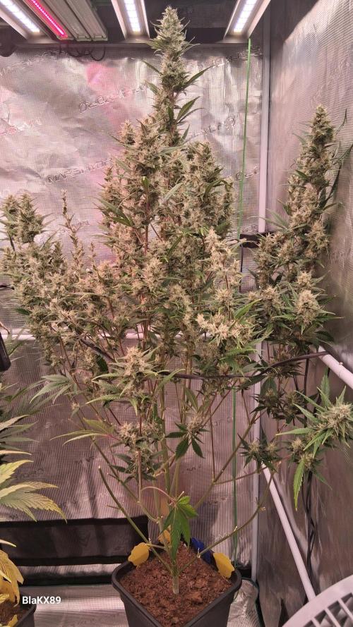 Auto | Dr. Zaius OG from V-Buds. Week 8
