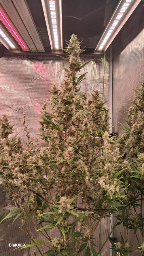 Auto | Dr. Zaius OG from V-Buds. Week 8