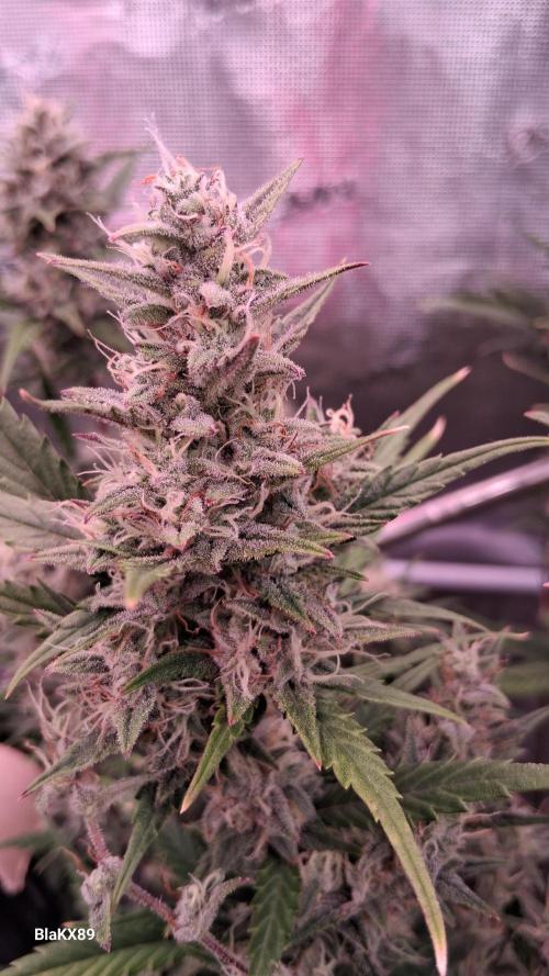 Auto | Dr. Zaius OG from V-Buds. Week 8
