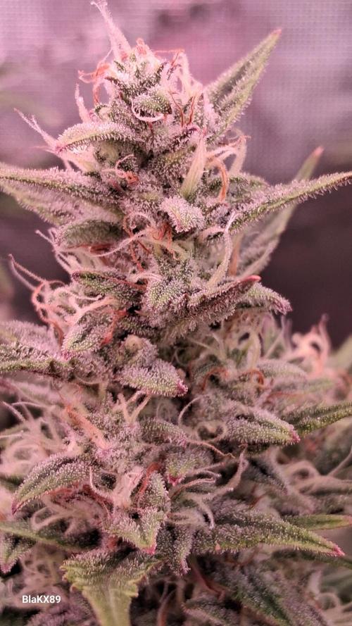 Auto | Dr. Zaius OG from V-Buds. Week 8