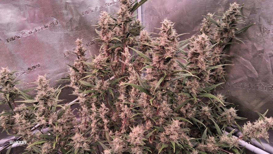 Auto | Dr. Zaius OG from V-Buds. Week 8