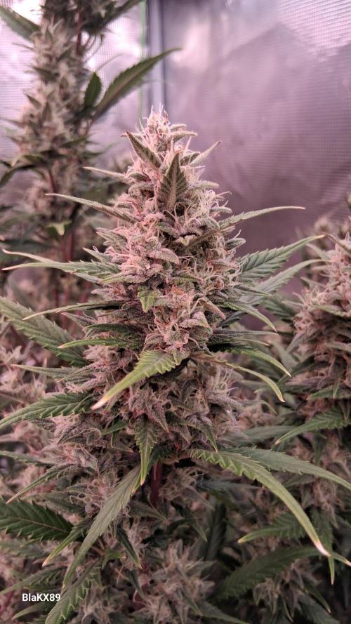 Auto | Dr. Zaius OG from V-Buds. Week 8