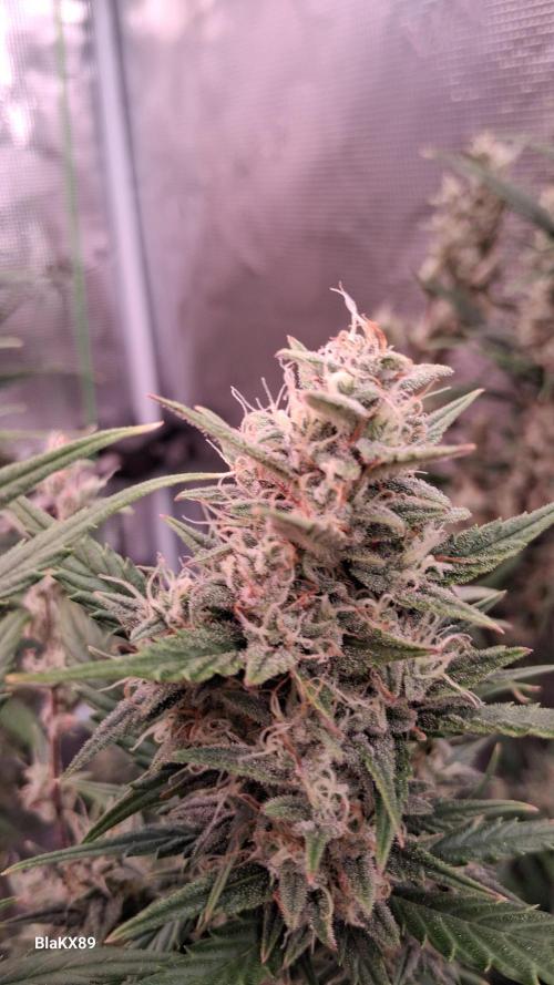 Auto | Dr. Zaius OG from V-Buds. Week 8