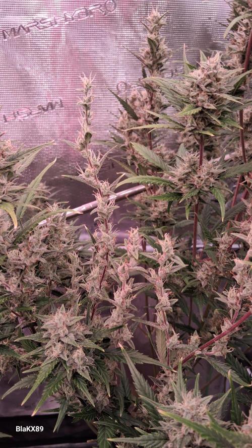 Auto | Dr. Zaius OG from V-Buds. Week 8
