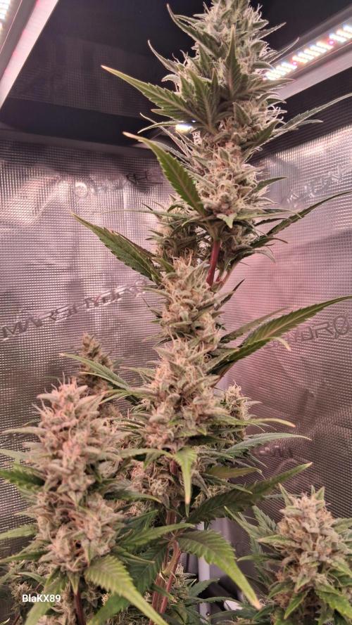 Auto | Dr. Zaius OG from V-Buds. Week 8