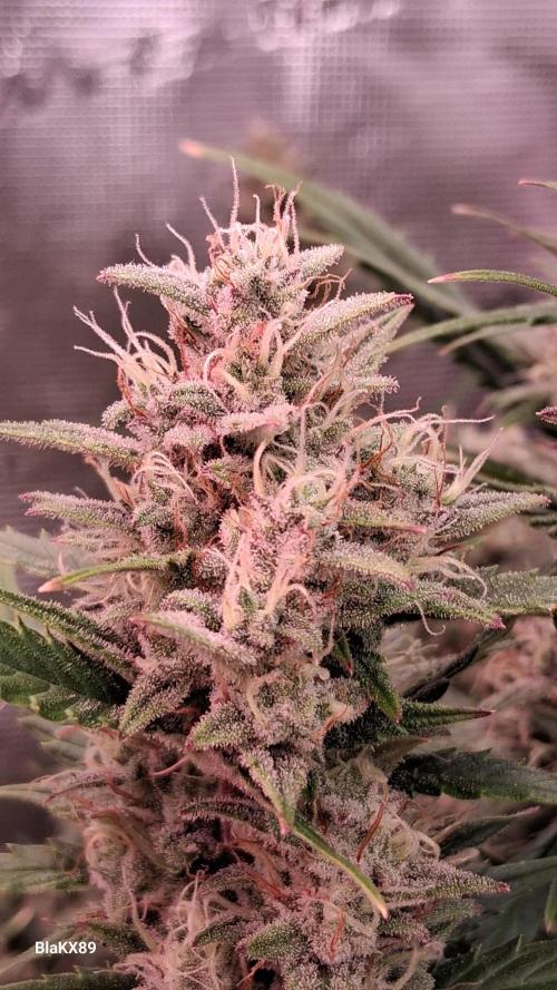 Auto | Dr. Zaius OG from V-Buds. Week 8