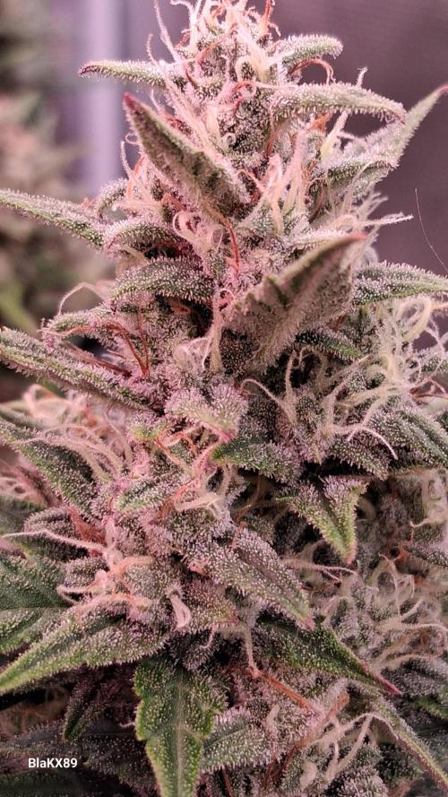 Auto | Dr. Zaius OG from V-Buds. Week 8