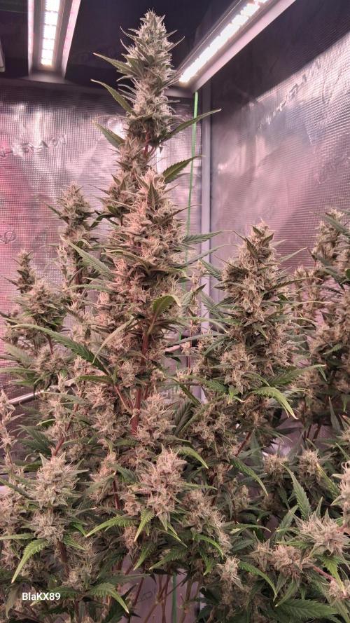 Auto | Dr. Zaius OG from V-Buds. Week 8