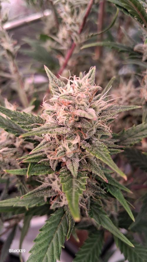 Auto | Dr. Zaius OG from V-Buds. Week 8