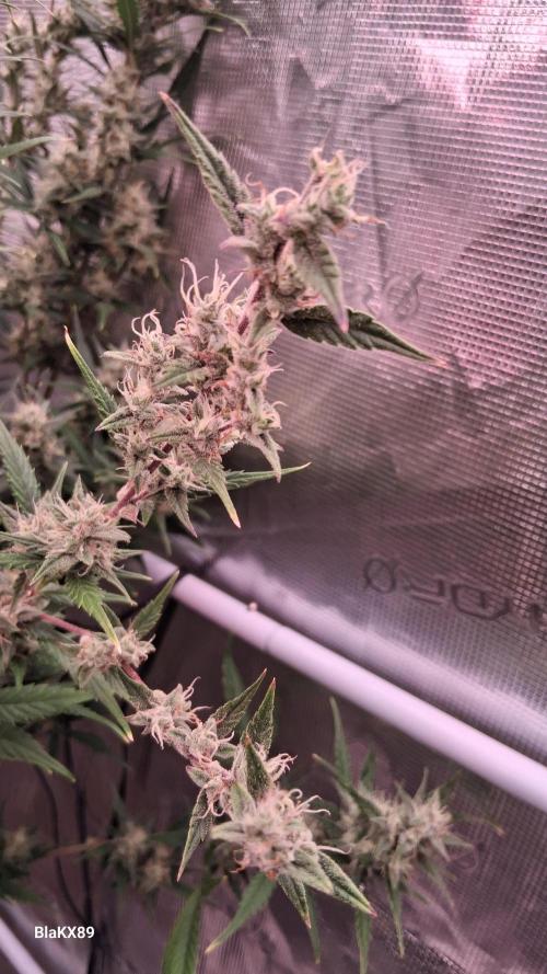 Auto | Dr. Zaius OG from V-Buds. Week 8