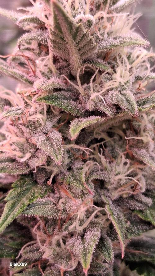 Auto | Dr. Zaius OG from V-Buds. Week 8