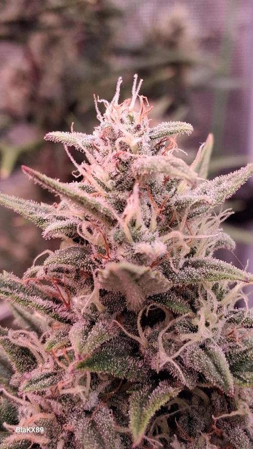 Auto | Dr. Zaius OG from V-Buds. Week 8