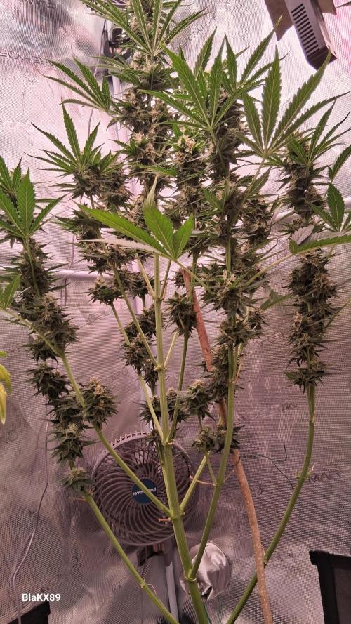 GMO Auto Barneys Farm. Week 8