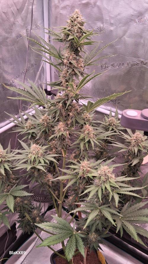 GMO Auto Barneys Farm. Week 8