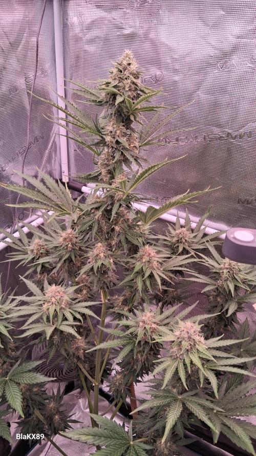 GMO Auto Barneys Farm. Week 8