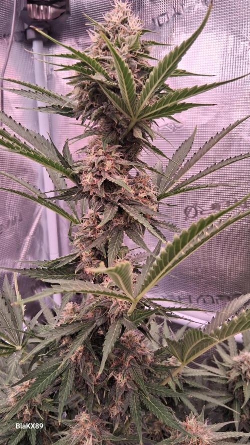 GMO Auto Barneys Farm. Week 8