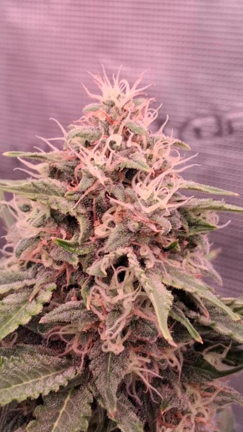 GMO Auto Barneys Farm