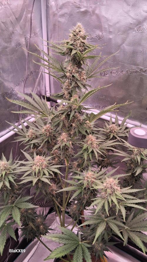 GMO Auto Barneys Farm. Week 8