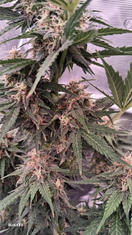 GMO Auto Barneys Farm. Week 8