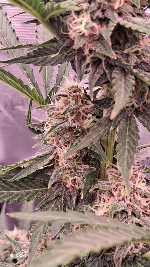GMO Auto Barneys Farm. Week 8