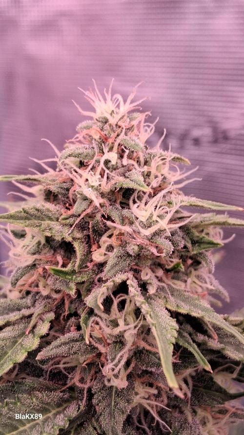 GMO Auto Barneys Farm. Week 8