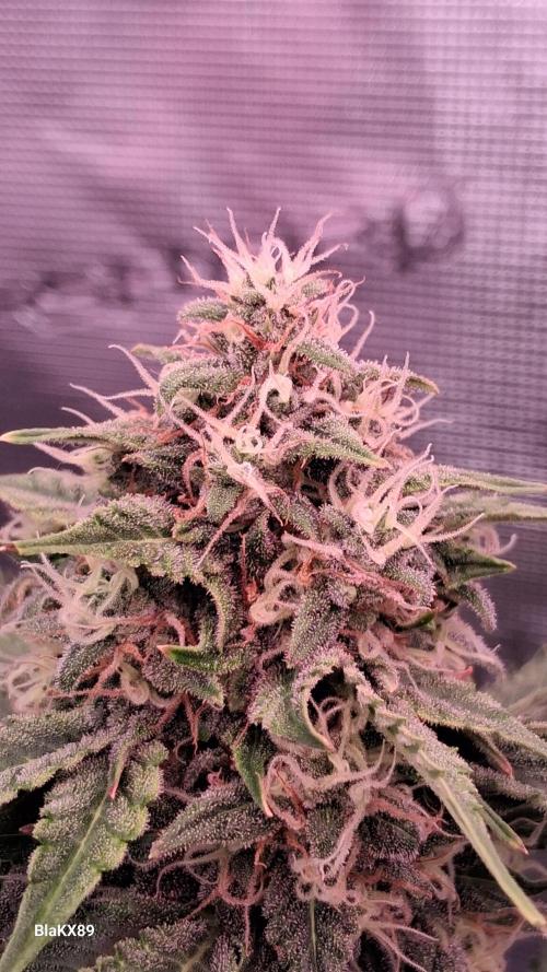 GMO Auto Barneys Farm. Week 8