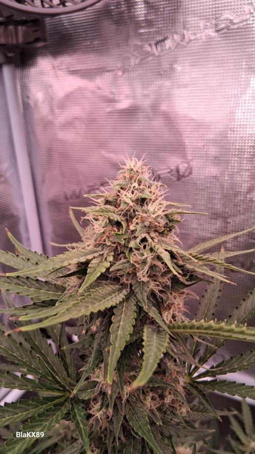 GMO Auto Barneys Farm. Week 8