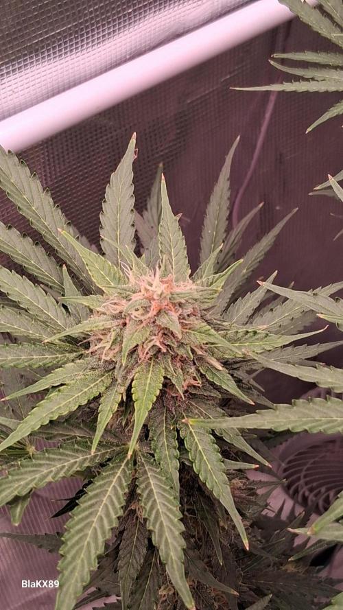 GMO Auto Barneys Farm. Week 8